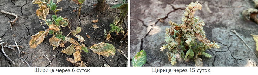 Мелиоратор