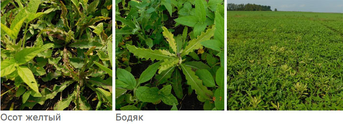 Плектор + Парадокс + ПАВ Аллюр
