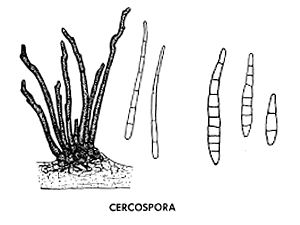 Грибы рода Cercospora