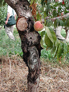 Признаки цитоспороза на персиковом дереве