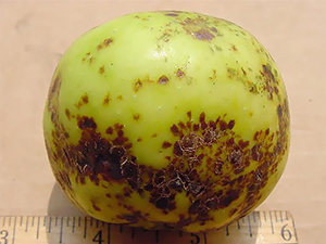 Яблоко, пораженное филлостиктозом