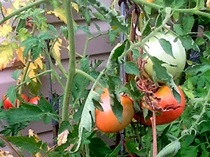 Признаки фузариоза томатов