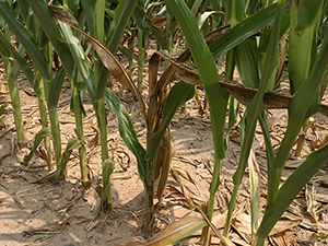 Стеблевые гнили кукурузы