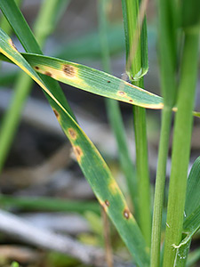 Пшеница, зараженная пятнистостью