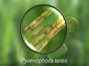 грибы Pyrenophora teres