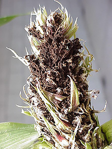Кукуруза, пораженная грибком Sorosporium reilianum