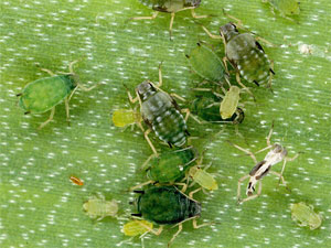 Aphis gossypii