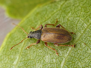 Phyllobius oblongus
