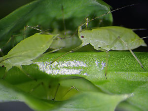 Acyrthosiphon pisum