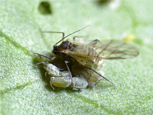 Brevicoryne brassicae