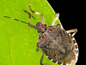 Halyomorpha halys