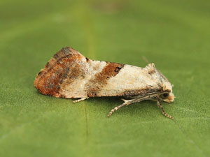 Cochylis epilinana