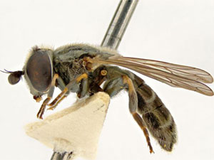 Eumerus strigatus