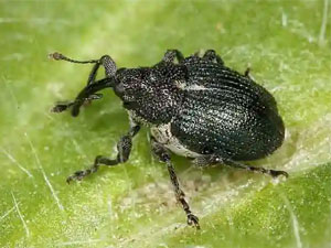 Ceutorhynchus jakovlevi