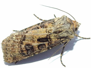 Agrotis segetum