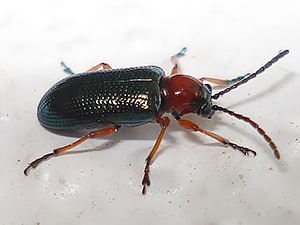 Пьявица обыкновенная