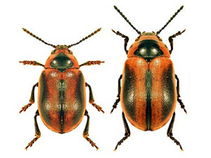 Entomoscelis adonidis