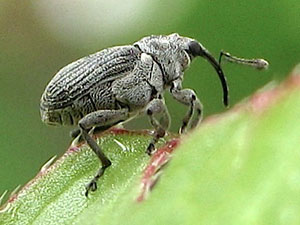 Ceutorhynchus obstrictus