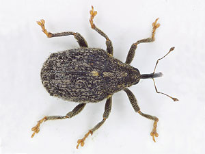 Ceuthorhynchus quadridens
