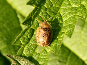Cassida nebulosa