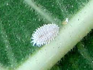 Виноградный мучнистый червец
